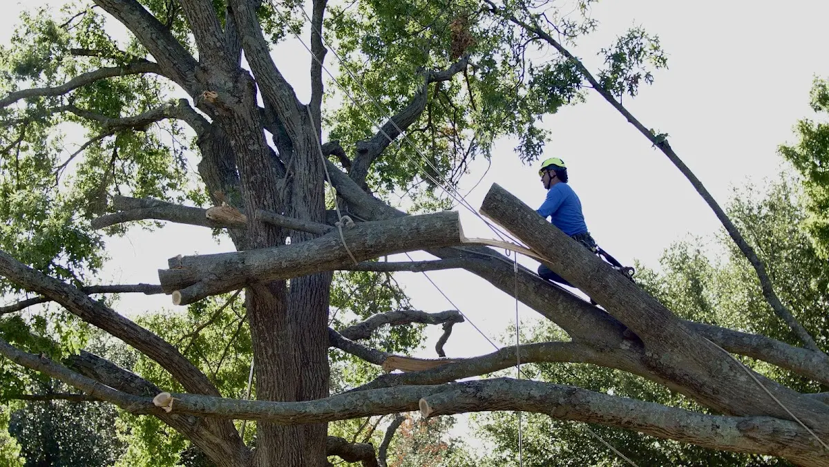 Professional Crown Thinning performed by certified arborists in Farmington Falls